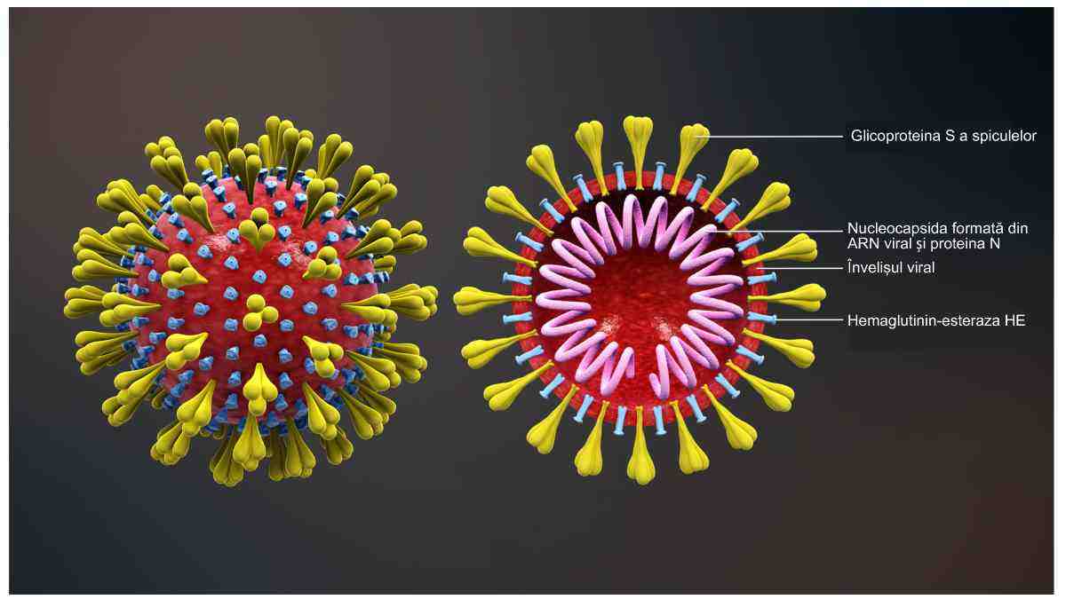 Coronavirus-Schema
